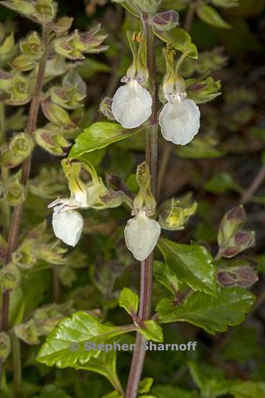 teucrium flavum 2 graphic